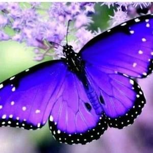 Meet your Posher, Lizzy